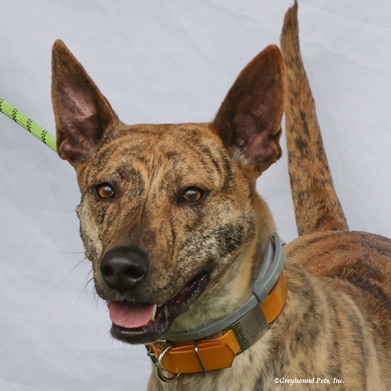 adoptable Dog in Woodinville, WA named Rey