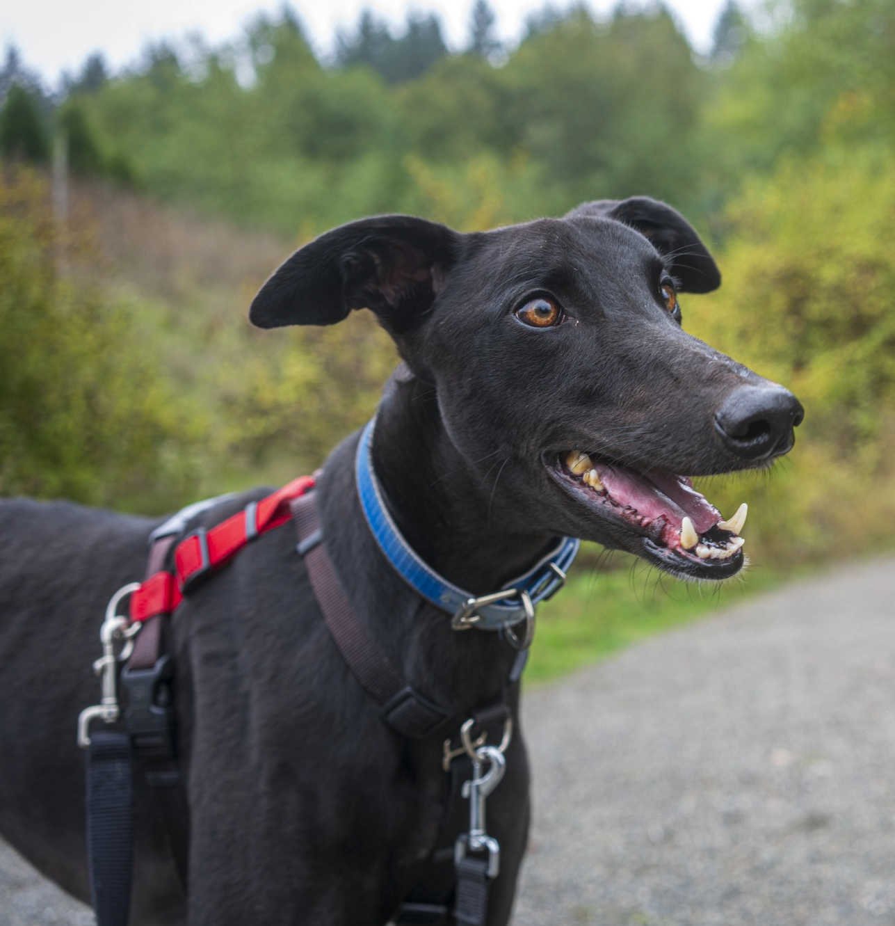 adoptable Dog in Woodinville, WA named Tippa