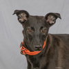 Olive - Photo 1