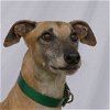 adoptable Dog in woodinville, WA named Billy