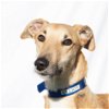 adoptable Dog in woodinville, WA named Elliot