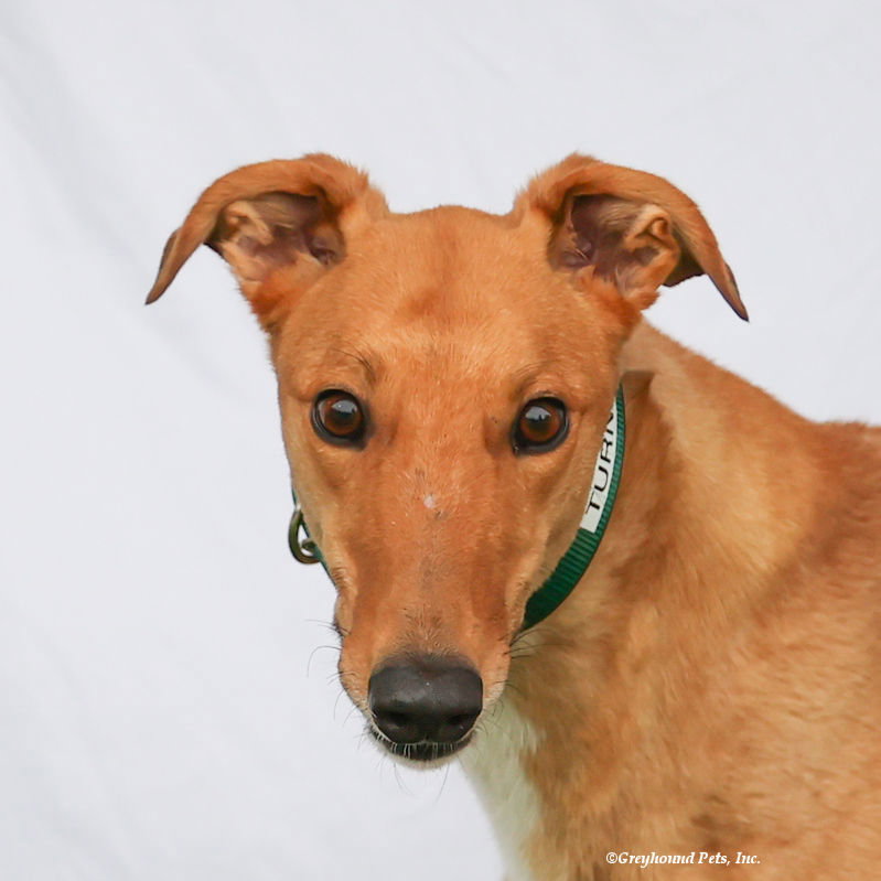 Dog for Adoption Turnip, a Greyhound in Arlington, WA Alpha Paw