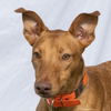 adoptable Dog in Woodinville, WA named Kash