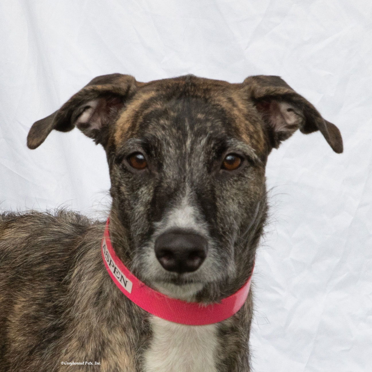 adoptable Dog in Woodinville, WA named Aspen