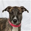 adoptable Dog in woodinville, WA named Aspen
