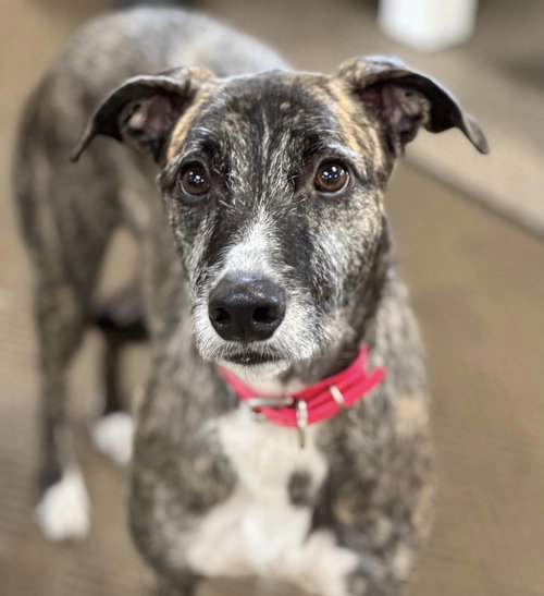 ASPEN - Greyhound available for adoption