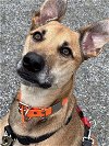 adoptable Dog in woodinville, WA named Clover