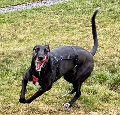 LAKE - Greyhound available for adoption