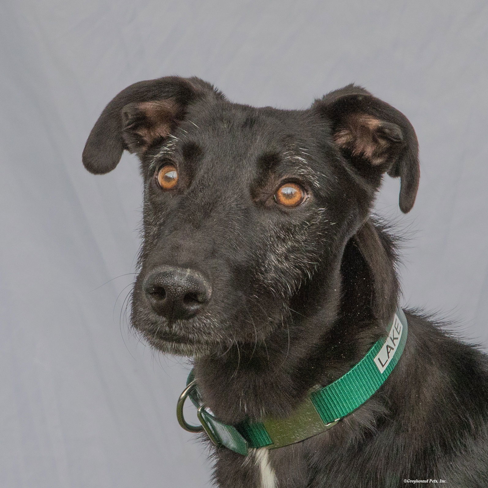 adoptable Dog in Woodinville, WA named Lake