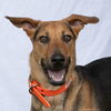 adoptable Dog in Woodinville, WA named Kim