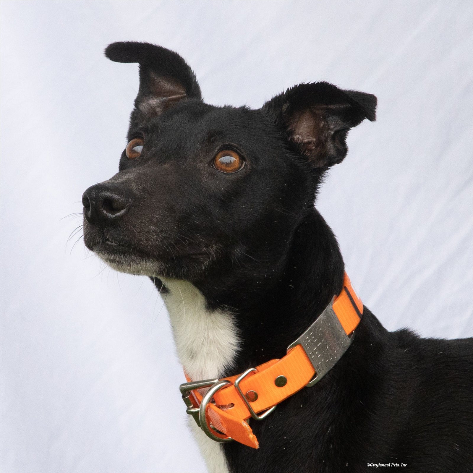 adoptable Dog in Woodinville, WA named Nyx