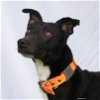 adoptable Dog in  named Nyx