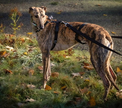 ORLA - Greyhound available for adoption
