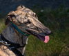 Orla - Photo 4