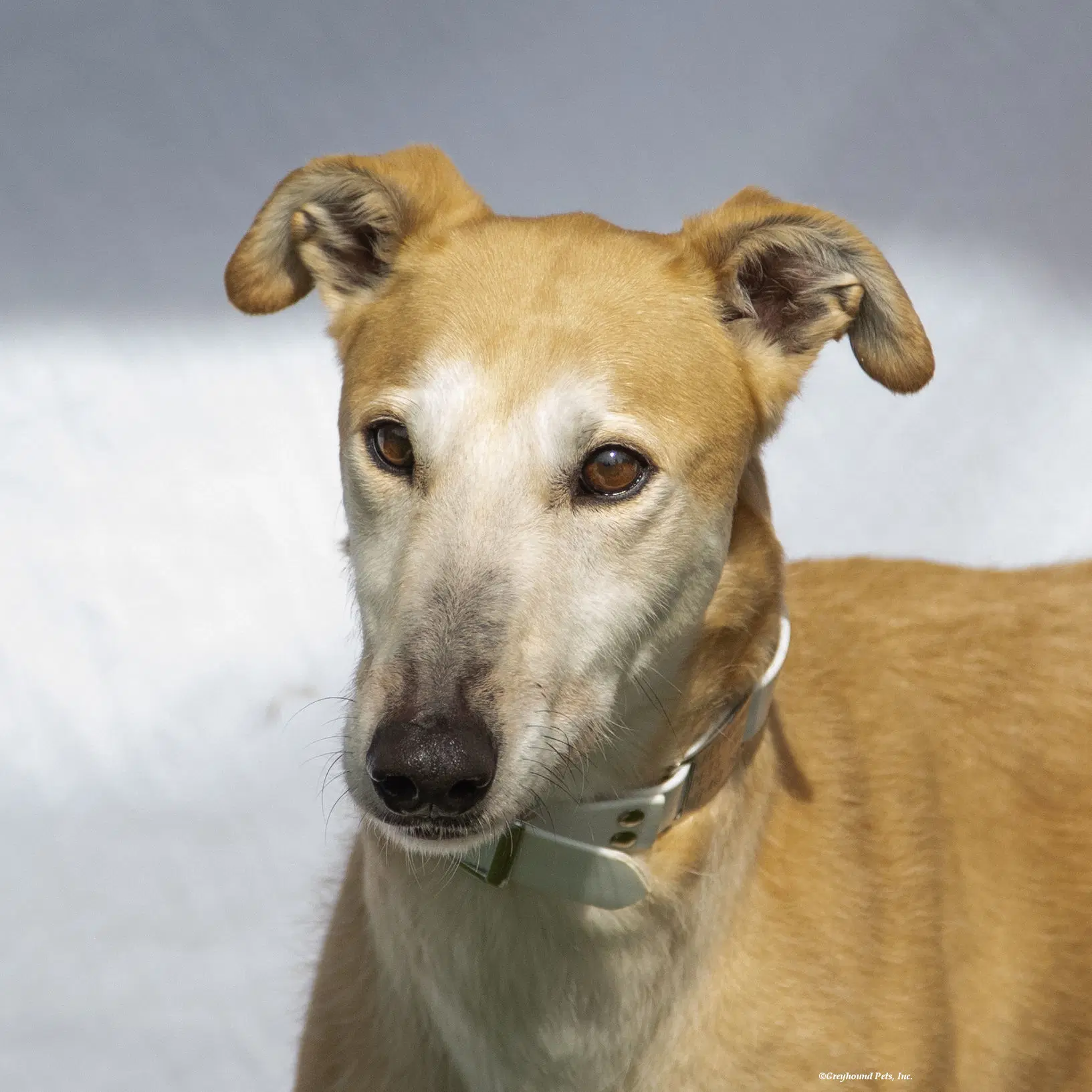 Pandora - Greyhound