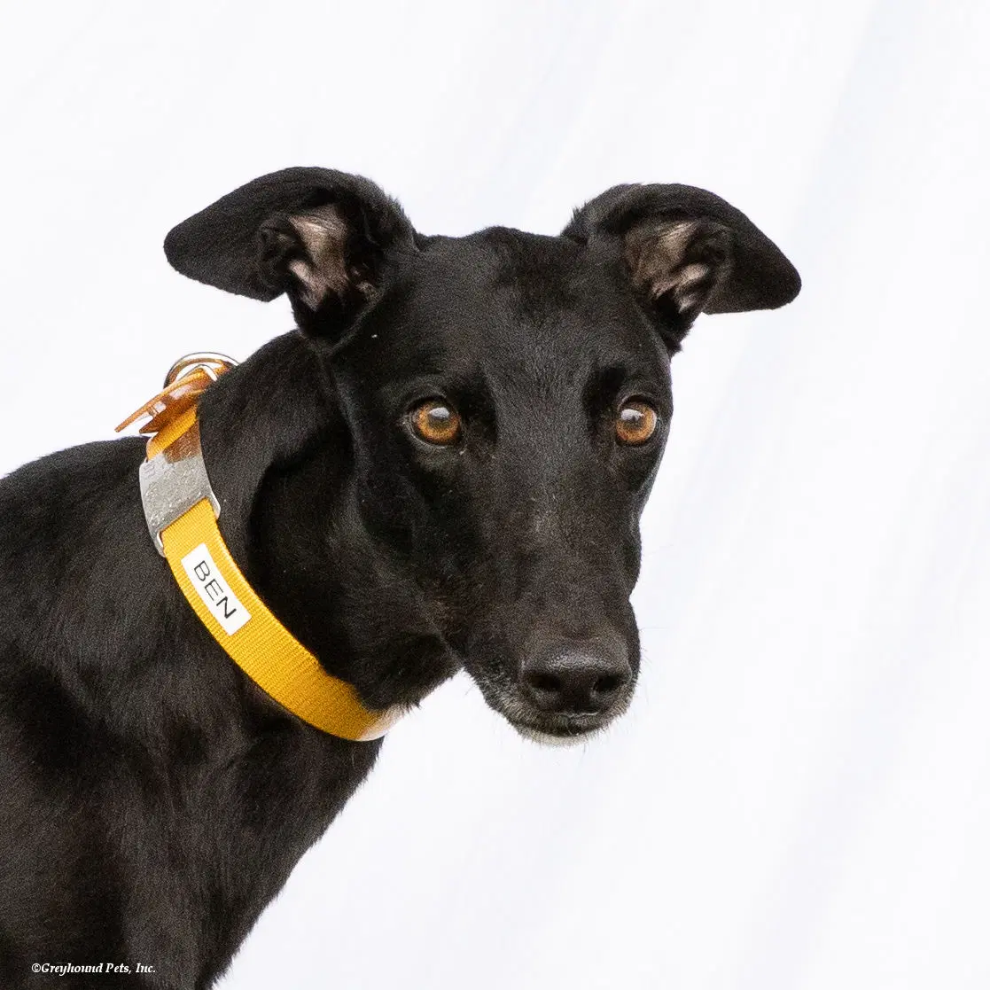Ben - Greyhound