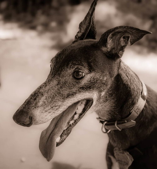 BILL - Greyhound available for adoption