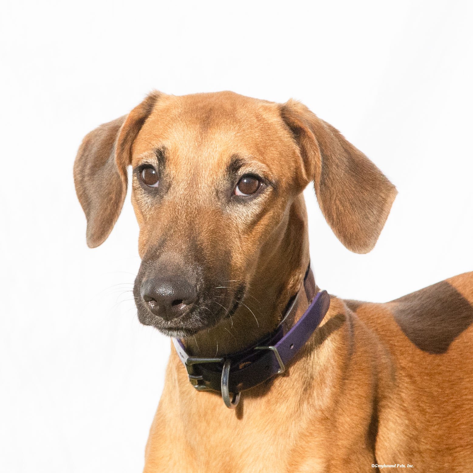 adoptable Dog in Woodinville, WA named Patty