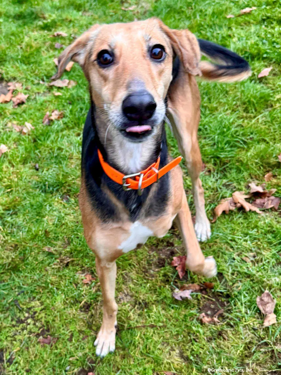 Jagger image 4
