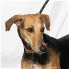 adoptable Dog in woodinville, WA named Jagger