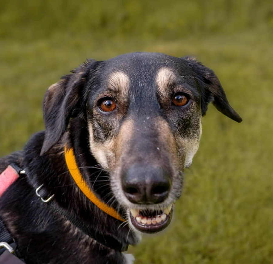 adoptable Dog in Woodinville, WA named Africa