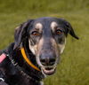 adoptable Dog in Woodinville, WA named Africa