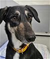 adoptable Dog in woodinville, WA named Africa