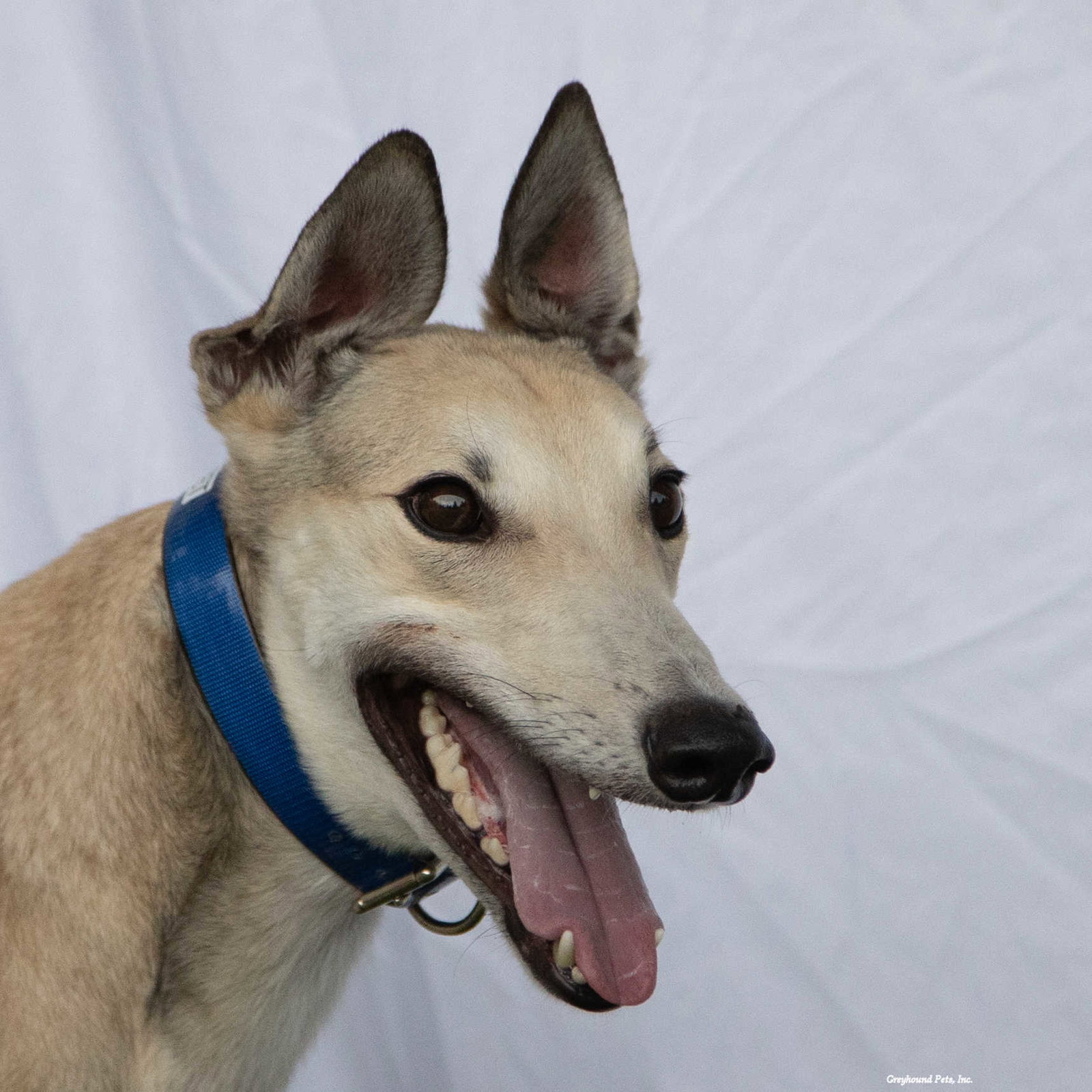 Dog for Adoption - Ribbet, a Greyhound in Summit, WA | Alpha Paw