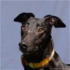 adoptable Dog in woodinville, WA named Dyno