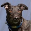 adoptable Dog in woodinville, WA named Best