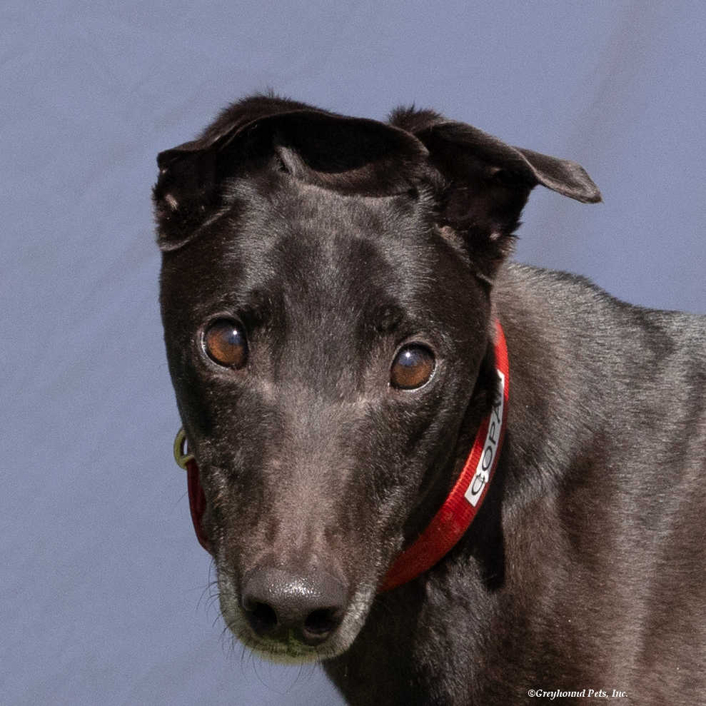 Dog For Adoption - Copar, A Greyhound In Maple Valley, Wa 