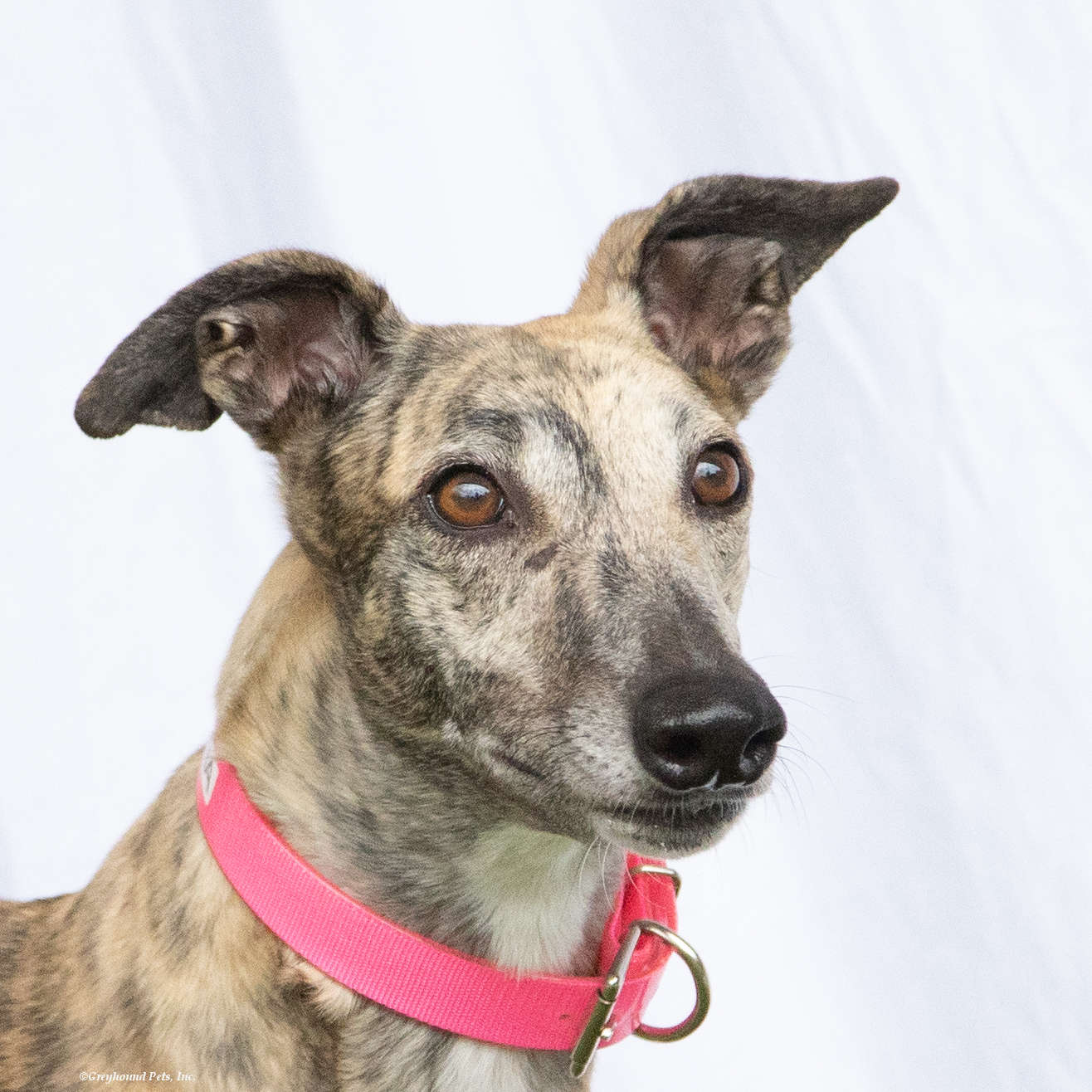 adoptable Dog in Woodinville, WA named Dania