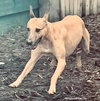 Darcy - Photo 4