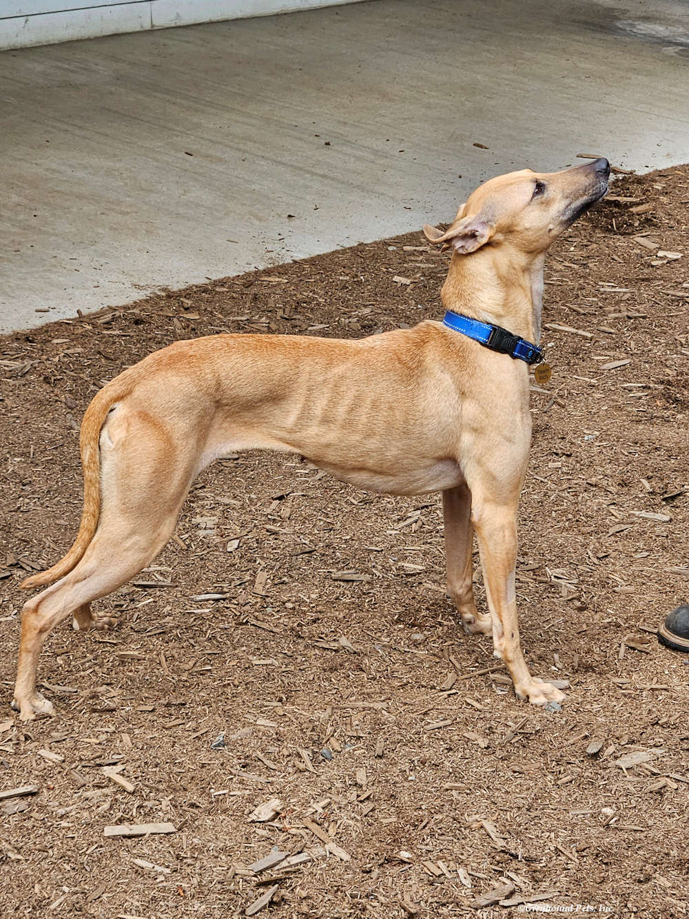 adoptable Dog in Woodinville, WA named Darcy