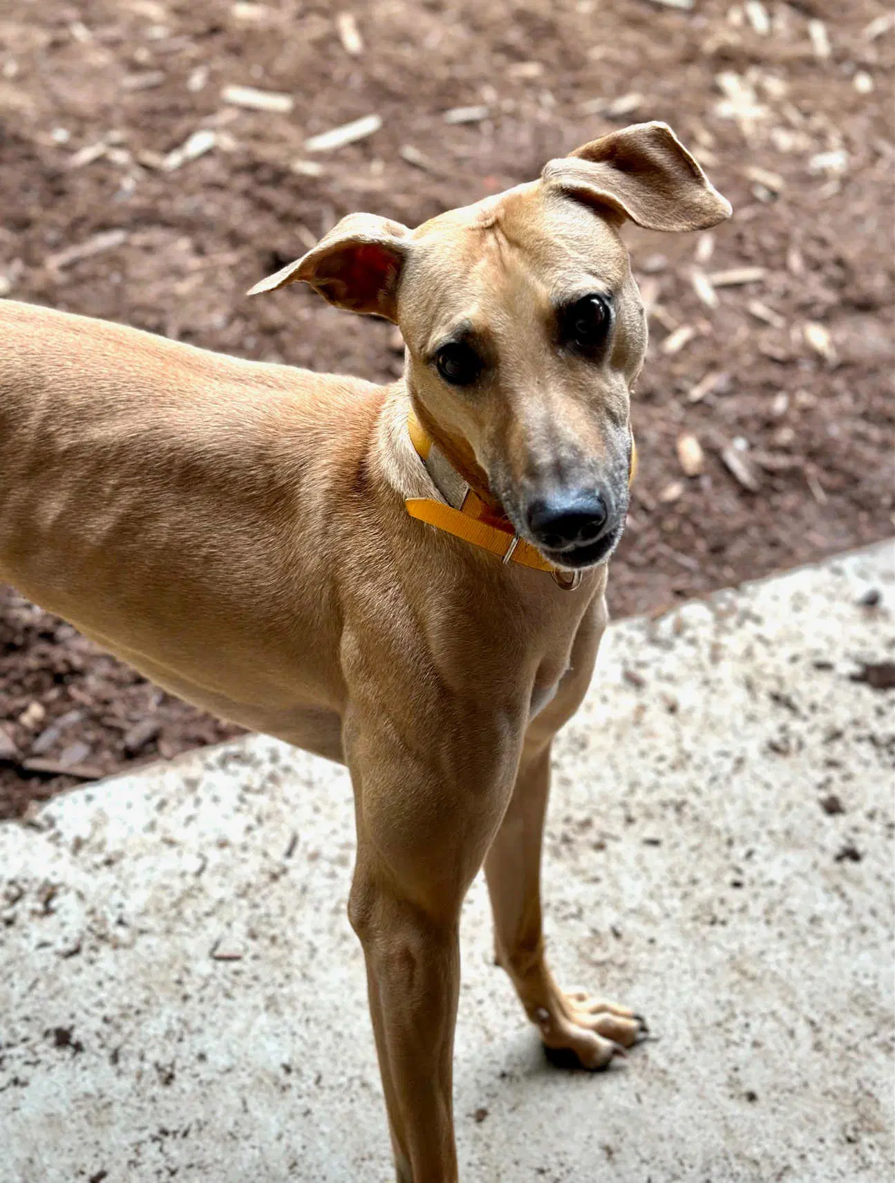 Darcy - Whippet