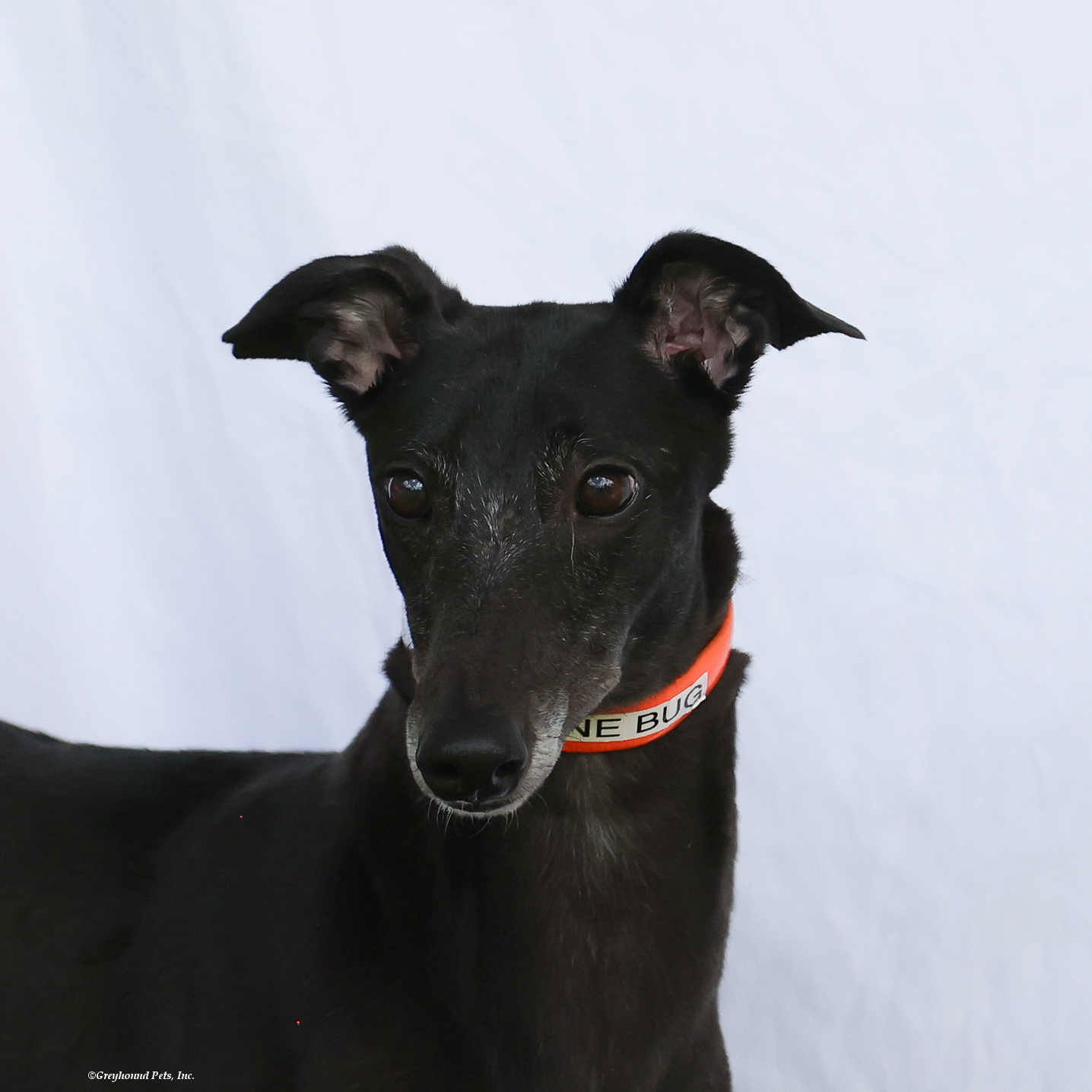 Dog for Adoption - June Bug, a Greyhound in Bothell East, WA | Alpha Paw