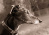 Alfie - Photo 2