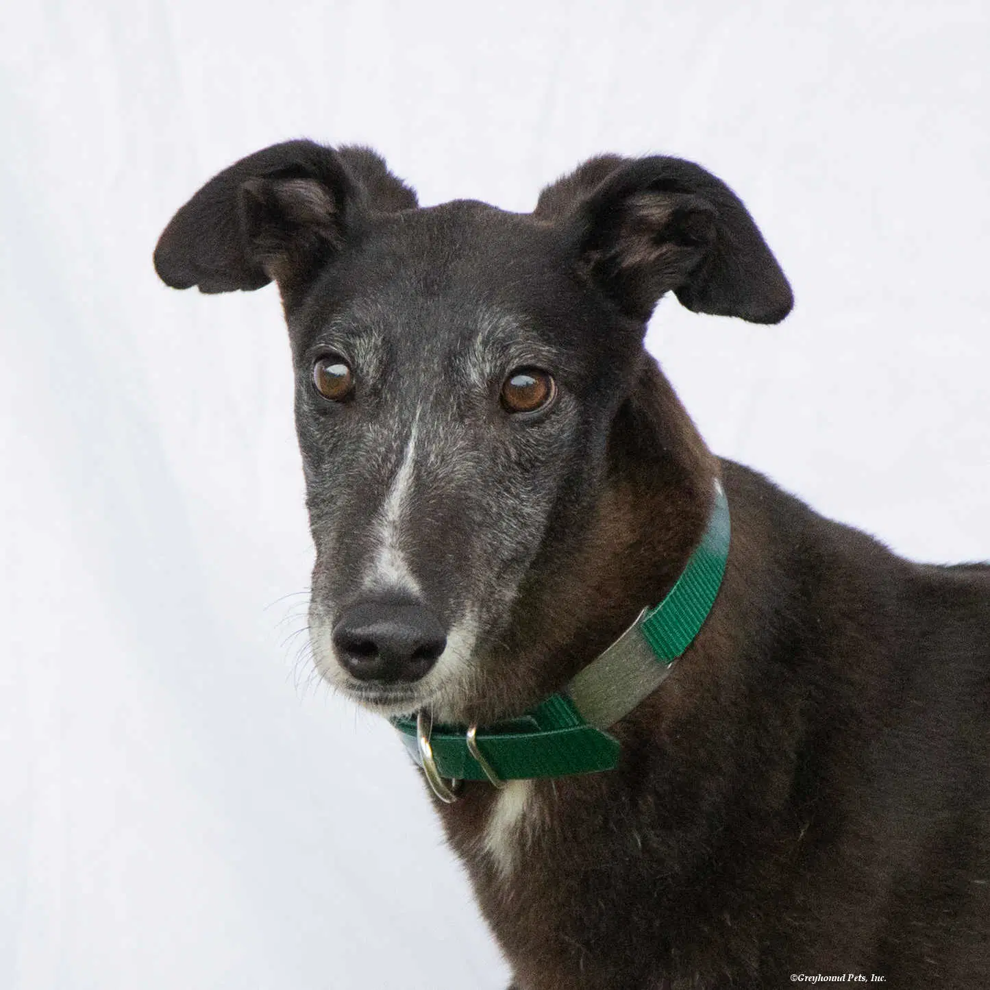 Alfie - Greyhound