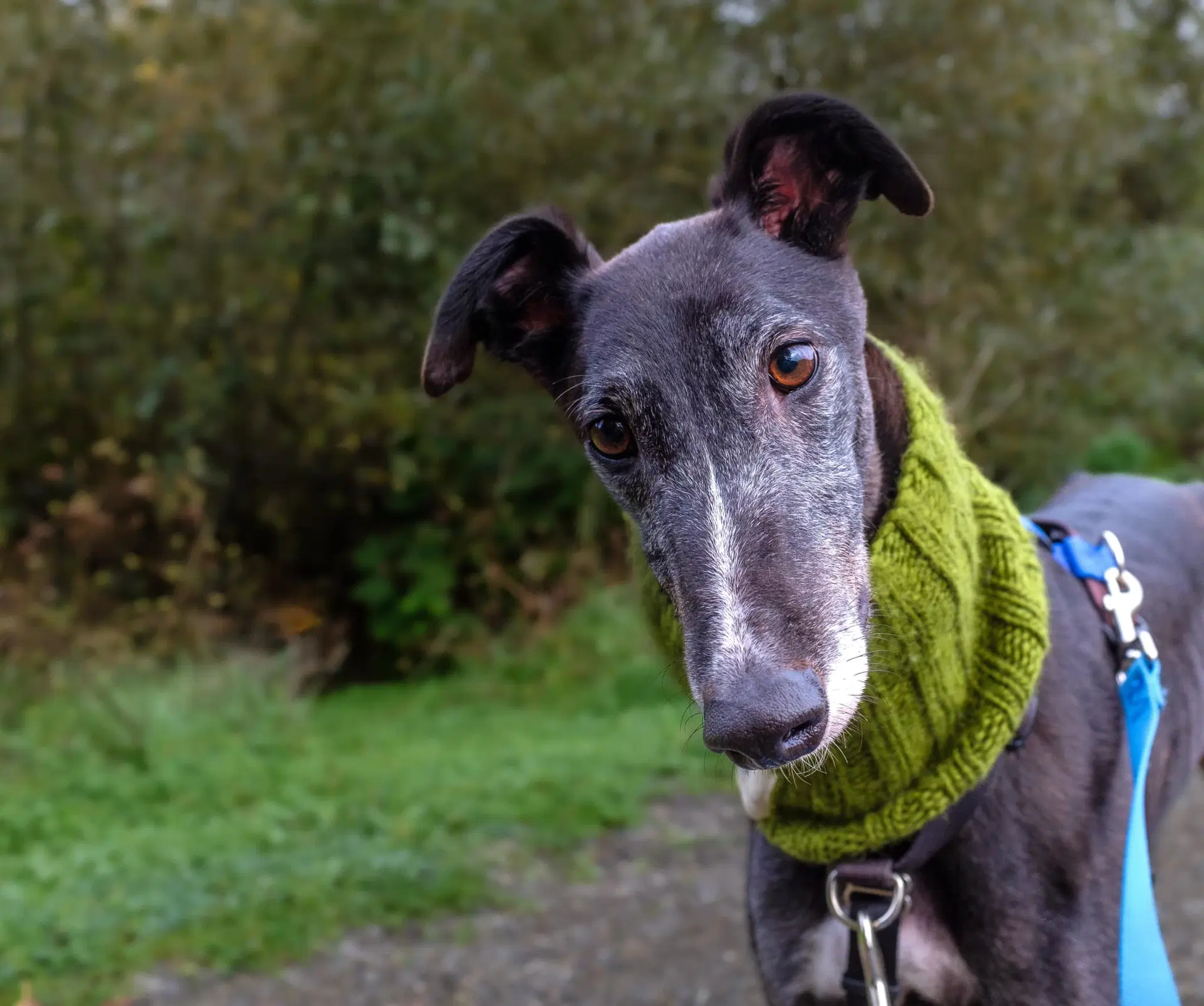 Alfie image 4