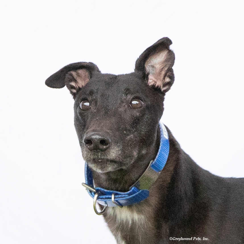 adoptable Dog in Woodinville, WA named Rodney