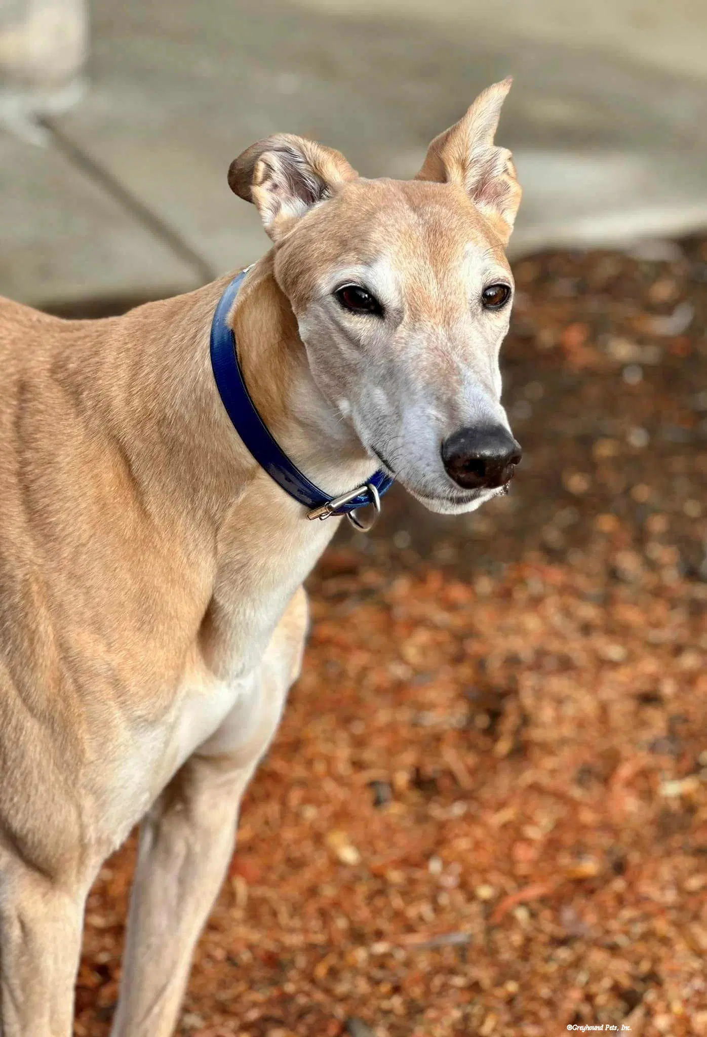 Dennis - Greyhound