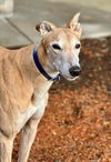 adoptable Dog in  named Dennis