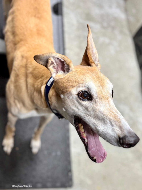 DENNIS - Greyhound available for adoption