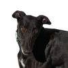 adoptable Dog in  named Blake