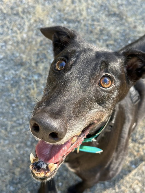 BLAKE - Greyhound available for adoption
