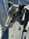 Blake - Photo 3