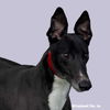 adoptable Dog in  named Hero
