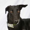 adoptable Dog in  named Rebel