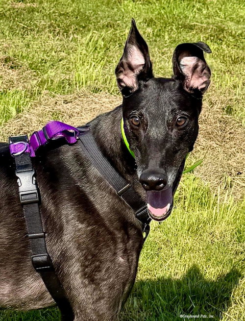 MURRAY - Greyhound available for adoption