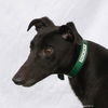 adoptable Dog in  named Rocky